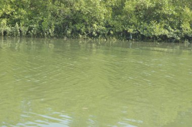 Yumuşak dalgalar ve doğal yansımalarla, mangrov ormanlarının kıyı şeridi boyunca sakin yeşil nehir suyu. Doğaya uygun barışçıl bir tropikal su manzarası, çevre kavramları ve kıyı ekosistem temaları.