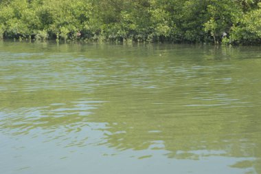 Yumuşak dalgalar ve doğal yansımalarla, mangrov ormanlarının kıyı şeridi boyunca sakin yeşil nehir suyu. Doğaya uygun barışçıl bir tropikal su manzarası, çevre kavramları ve kıyı ekosistem temaları.