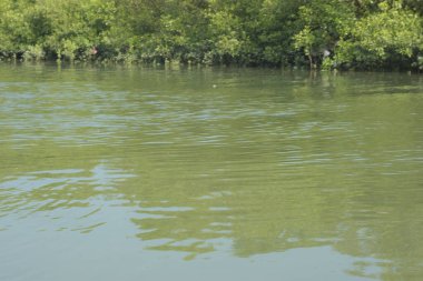 Yumuşak dalgalar ve doğal yansımalarla, mangrov ormanlarının kıyı şeridi boyunca sakin yeşil nehir suyu. Doğaya uygun barışçıl bir tropikal su manzarası, çevre kavramları ve kıyı ekosistem temaları.