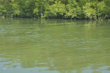 Yumuşak dalgalar ve doğal yansımalarla, mangrov ormanlarının kıyı şeridi boyunca sakin yeşil nehir suyu. Doğaya uygun barışçıl bir tropikal su manzarası, çevre kavramları ve kıyı ekosistem temaları.