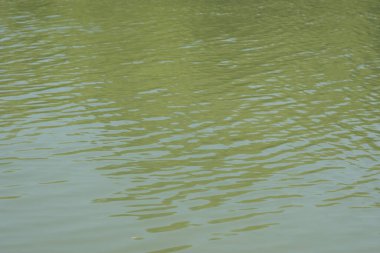 Nazik dalgalanmalar ve doğal yeşil tonlarla sakin nehir yüzeyi, ince hareket ve doku gösteriyor. Soyut arka planlar, doğa kavramları, çevresel temalar ve suyla ilgili tasarım kullanımı için ideal.
