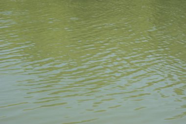 Nazik dalgalanmalar ve doğal yeşil tonlarla sakin nehir yüzeyi, ince hareket ve doku gösteriyor. Soyut arka planlar, doğa kavramları, çevresel temalar ve suyla ilgili tasarım kullanımı için ideal.