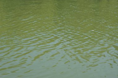 Nazik dalgalanmalar ve doğal yeşil tonlarla sakin nehir yüzeyi, ince hareket ve doku gösteriyor. Soyut arka planlar, doğa kavramları, çevresel temalar ve suyla ilgili tasarım kullanımı için ideal.