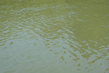 Nazik dalgalanmalar ve doğal yeşil tonlarla sakin nehir yüzeyi, ince hareket ve doku gösteriyor. Soyut arka planlar, doğa kavramları, çevresel temalar ve suyla ilgili tasarım kullanımı için ideal.