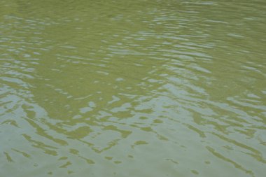 Nazik dalgalanmalar ve doğal yeşil tonlarla sakin nehir yüzeyi, ince hareket ve doku gösteriyor. Soyut arka planlar, doğa kavramları, çevresel temalar ve suyla ilgili tasarım kullanımı için ideal.