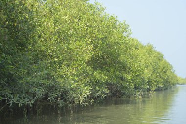 Coxs Bazar, Bangladeş 'teki Bakkhali Nehri boyunca uzanan yüksek gelgitli mangrov ormanı yoğun yeşil bitki örtüsü, sakin nehir suyu ve doğal gün ışığında yakalanan tropikal kıyı ekosistemlerini gösteriyor..