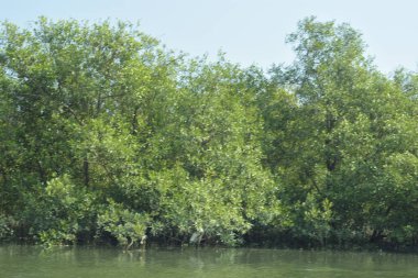 Coxs Bazar, Bangladeş 'teki Bakkhali Nehri boyunca uzanan yüksek gelgitli mangrov ormanı yoğun yeşil bitki örtüsü, sakin nehir suyu ve doğal gün ışığında yakalanan tropikal kıyı ekosistemlerini gösteriyor..