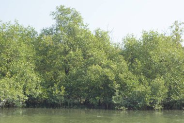 Coxs Bazar, Bangladeş 'teki Bakkhali Nehri boyunca uzanan yüksek gelgitli mangrov ormanı yoğun yeşil bitki örtüsü, sakin nehir suyu ve doğal gün ışığında yakalanan tropikal kıyı ekosistemlerini gösteriyor..