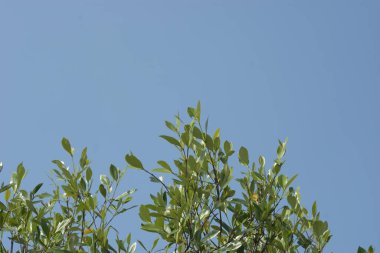 Coxs Bazar, Bangladeş 'teki Bakkhali Nehri boyunca uzanan yüksek gelgitli mangrov ormanı yoğun yeşil bitki örtüsü, sakin nehir suyu ve doğal gün ışığında yakalanan tropikal kıyı ekosistemlerini gösteriyor..