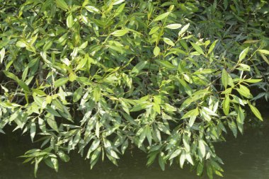 Coxs Bazar, Bangladeş 'teki Bakkhali Nehri boyunca uzanan yüksek gelgitli mangrov ormanı yoğun yeşil bitki örtüsü, sakin nehir suyu ve doğal gün ışığında yakalanan tropikal kıyı ekosistemlerini gösteriyor..