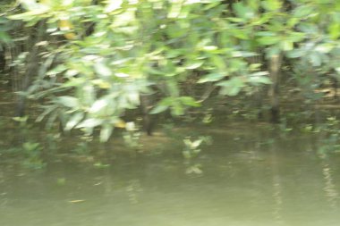 Coxs Bazar, Bangladeş 'teki Bakkhali Nehri boyunca uzanan yüksek gelgitli mangrov ormanı yoğun yeşil bitki örtüsü, sakin nehir suyu ve doğal gün ışığında yakalanan tropikal kıyı ekosistemlerini gösteriyor..