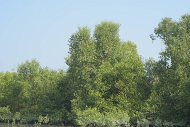 Coxs Bazar, Bangladeş 'teki Bakkhali Nehri boyunca uzanan yüksek gelgitli mangrov ormanı yoğun yeşil bitki örtüsü, sakin nehir suyu ve doğal gün ışığında yakalanan tropikal kıyı ekosistemlerini gösteriyor..