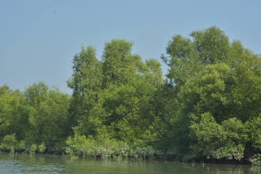 Coxs Bazar, Bangladeş 'teki Bakkhali Nehri boyunca uzanan yüksek gelgitli mangrov ormanı yoğun yeşil bitki örtüsü, sakin nehir suyu ve doğal gün ışığında yakalanan tropikal kıyı ekosistemlerini gösteriyor..