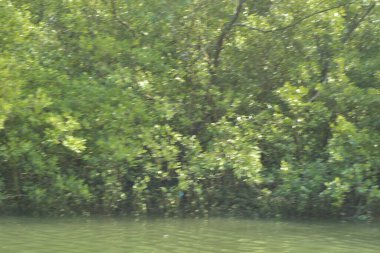 Coxs Bazar, Bangladeş 'teki Bakkhali Nehri boyunca uzanan yüksek gelgitli mangrov ormanı yoğun yeşil bitki örtüsü, sakin nehir suyu ve doğal gün ışığında yakalanan tropikal kıyı ekosistemlerini gösteriyor..