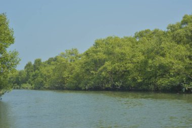 Yoğun mangrov ormanlarının yanındaki yeşil nehir suyunda hafif dalgalanmalar doğal gün ışığını ve hareketsizliği yansıtıyor. Çevresel temalar, kıyı ekolojisi ve doğal arka plan kullanımı için uygun sakin bir tropikal nehir sahnesi.