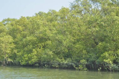 Yoğun mangrov ormanlarının yanındaki yeşil nehir suyunda hafif dalgalanmalar doğal gün ışığını ve hareketsizliği yansıtıyor. Çevresel temalar, kıyı ekolojisi ve doğal arka plan kullanımı için uygun sakin bir tropikal nehir sahnesi.