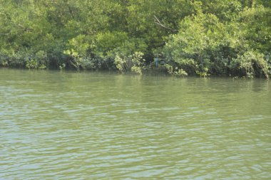 Yoğun mangrov ormanlarının yanındaki yeşil nehir suyunda hafif dalgalanmalar doğal gün ışığını ve hareketsizliği yansıtıyor. Çevresel temalar, kıyı ekolojisi ve doğal arka plan kullanımı için uygun sakin bir tropikal nehir sahnesi.