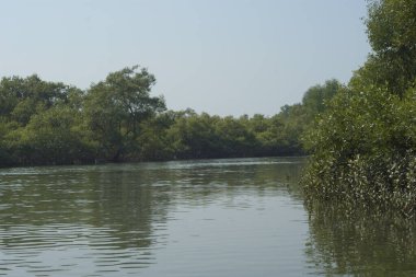 Yoğun mangrov ormanlarının yanındaki yeşil nehir suyunda hafif dalgalanmalar doğal gün ışığını ve hareketsizliği yansıtıyor. Çevresel temalar, kıyı ekolojisi ve doğal arka plan kullanımı için uygun sakin bir tropikal nehir sahnesi.
