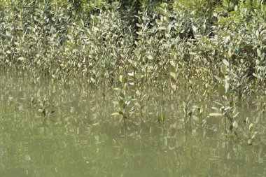 Yoğun mangrov ormanlarının yanındaki yeşil nehir suyunda hafif dalgalanmalar doğal gün ışığını ve hareketsizliği yansıtıyor. Çevresel temalar, kıyı ekolojisi ve doğal arka plan kullanımı için uygun sakin bir tropikal nehir sahnesi.