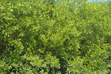 Yoğun mangrov ormanlarının yanındaki yeşil nehir suyunda hafif dalgalanmalar doğal gün ışığını ve hareketsizliği yansıtıyor. Çevresel temalar, kıyı ekolojisi ve doğal arka plan kullanımı için uygun sakin bir tropikal nehir sahnesi.