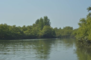 Yoğun mangrov ormanlarının yanındaki yeşil nehir suyunda hafif dalgalanmalar doğal gün ışığını ve hareketsizliği yansıtıyor. Çevresel temalar, kıyı ekolojisi ve doğal arka plan kullanımı için uygun sakin bir tropikal nehir sahnesi.