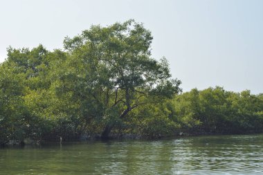 Yoğun mangrov ormanlarının yanındaki yeşil nehir suyunda hafif dalgalanmalar doğal gün ışığını ve hareketsizliği yansıtıyor. Çevresel temalar, kıyı ekolojisi ve doğal arka plan kullanımı için uygun sakin bir tropikal nehir sahnesi.