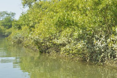 Yoğun mangrov ormanlarının yanındaki yeşil nehir suyunda hafif dalgalanmalar doğal gün ışığını ve hareketsizliği yansıtıyor. Çevresel temalar, kıyı ekolojisi ve doğal arka plan kullanımı için uygun sakin bir tropikal nehir sahnesi.