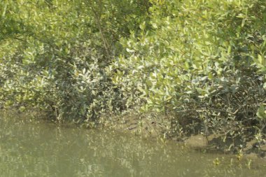 Yoğun mangrov ormanlarının yanındaki yeşil nehir suyunda hafif dalgalanmalar doğal gün ışığını ve hareketsizliği yansıtıyor. Çevresel temalar, kıyı ekolojisi ve doğal arka plan kullanımı için uygun sakin bir tropikal nehir sahnesi.