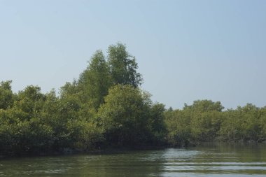 Yoğun mangrov ormanlarının yanındaki yeşil nehir suyunda hafif dalgalanmalar doğal gün ışığını ve hareketsizliği yansıtıyor. Çevresel temalar, kıyı ekolojisi ve doğal arka plan kullanımı için uygun sakin bir tropikal nehir sahnesi.