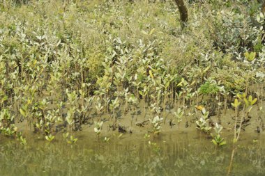 Yoğun mangrov ormanlarının yanındaki yeşil nehir suyunda hafif dalgalanmalar doğal gün ışığını ve hareketsizliği yansıtıyor. Çevresel temalar, kıyı ekolojisi ve doğal arka plan kullanımı için uygun sakin bir tropikal nehir sahnesi.
