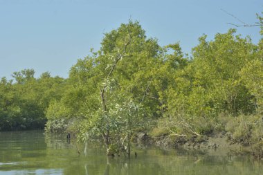 Yoğun mangrov ormanlarının yanındaki yeşil nehir suyunda hafif dalgalanmalar doğal gün ışığını ve hareketsizliği yansıtıyor. Çevresel temalar, kıyı ekolojisi ve doğal arka plan kullanımı için uygun sakin bir tropikal nehir sahnesi.