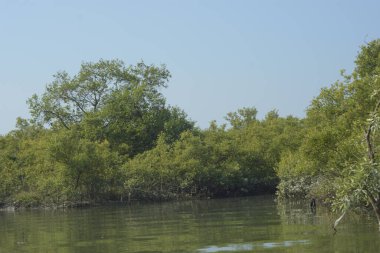 Yoğun mangrov ormanlarının yanındaki yeşil nehir suyunda hafif dalgalanmalar doğal gün ışığını ve hareketsizliği yansıtıyor. Çevresel temalar, kıyı ekolojisi ve doğal arka plan kullanımı için uygun sakin bir tropikal nehir sahnesi.