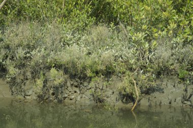 Yoğun mangrov ormanlarının yanındaki yeşil nehir suyunda hafif dalgalanmalar doğal gün ışığını ve hareketsizliği yansıtıyor. Çevresel temalar, kıyı ekolojisi ve doğal arka plan kullanımı için uygun sakin bir tropikal nehir sahnesi.