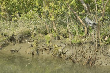 Yoğun mangrov ormanlarının yanındaki yeşil nehir suyunda hafif dalgalanmalar doğal gün ışığını ve hareketsizliği yansıtıyor. Çevresel temalar, kıyı ekolojisi ve doğal arka plan kullanımı için uygun sakin bir tropikal nehir sahnesi.