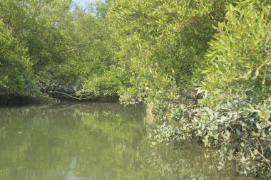 Yoğun mangrov ormanlarının yanındaki yeşil nehir suyunda hafif dalgalanmalar doğal gün ışığını ve hareketsizliği yansıtıyor. Çevresel temalar, kıyı ekolojisi ve doğal arka plan kullanımı için uygun sakin bir tropikal nehir sahnesi.