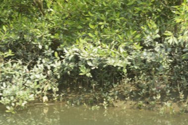 Yoğun mangrov ormanlarının yanındaki yeşil nehir suyunda hafif dalgalanmalar doğal gün ışığını ve hareketsizliği yansıtıyor. Çevresel temalar, kıyı ekolojisi ve doğal arka plan kullanımı için uygun sakin bir tropikal nehir sahnesi.