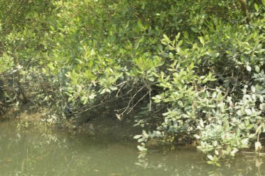 Yoğun mangrov ormanlarının yanındaki yeşil nehir suyunda hafif dalgalanmalar doğal gün ışığını ve hareketsizliği yansıtıyor. Çevresel temalar, kıyı ekolojisi ve doğal arka plan kullanımı için uygun sakin bir tropikal nehir sahnesi.