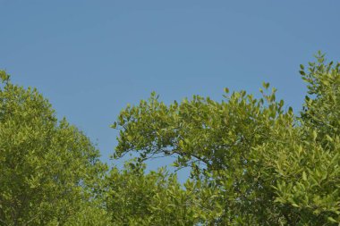 Yoğun mangrov ormanlarının yanındaki yeşil nehir suyunda hafif dalgalanmalar doğal gün ışığını ve hareketsizliği yansıtıyor. Çevresel temalar, kıyı ekolojisi ve doğal arka plan kullanımı için uygun sakin bir tropikal nehir sahnesi.
