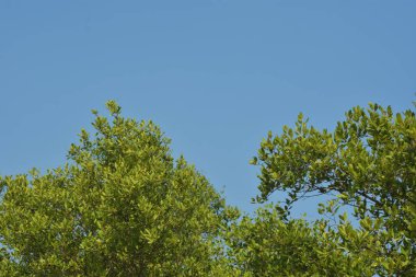 Yoğun mangrov ormanlarının yanındaki yeşil nehir suyunda hafif dalgalanmalar doğal gün ışığını ve hareketsizliği yansıtıyor. Çevresel temalar, kıyı ekolojisi ve doğal arka plan kullanımı için uygun sakin bir tropikal nehir sahnesi.