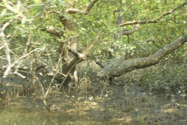 Sessiz mangrov nehir kanalları yoğun yeşil yapraklarla çevrili, durgun su, yansımalar ve doğal ışık ile. Doğanın özgeçmişi, çevresel kavramları ve kıyı ekosistemi görselleri için ideal barışçıl bir tropikal sulak alan..