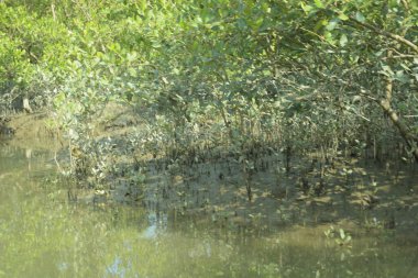 Sessiz mangrov nehir kanalları yoğun yeşil yapraklarla çevrili, durgun su, yansımalar ve doğal ışık ile. Doğanın özgeçmişi, çevresel kavramları ve kıyı ekosistemi görselleri için ideal barışçıl bir tropikal sulak alan..