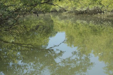 Sessiz mangrov nehir kanalları yoğun yeşil yapraklarla çevrili, durgun su, yansımalar ve doğal ışık ile. Doğanın özgeçmişi, çevresel kavramları ve kıyı ekosistemi görselleri için ideal barışçıl bir tropikal sulak alan..