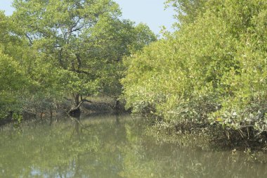 Sessiz mangrov nehir kanalları yoğun yeşil yapraklarla çevrili, durgun su, yansımalar ve doğal ışık ile. Doğanın özgeçmişi, çevresel kavramları ve kıyı ekosistemi görselleri için ideal barışçıl bir tropikal sulak alan..