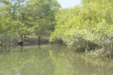 Sessiz mangrov nehir kanalları yoğun yeşil yapraklarla çevrili, durgun su, yansımalar ve doğal ışık ile. Doğanın özgeçmişi, çevresel kavramları ve kıyı ekosistemi görselleri için ideal barışçıl bir tropikal sulak alan..