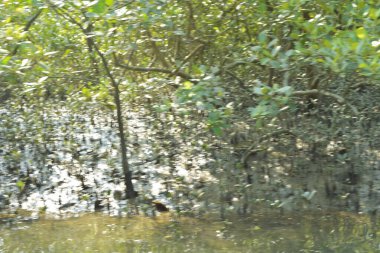 Sessiz mangrov nehir kanalları yoğun yeşil yapraklarla çevrili, durgun su, yansımalar ve doğal ışık ile. Doğanın özgeçmişi, çevresel kavramları ve kıyı ekosistemi görselleri için ideal barışçıl bir tropikal sulak alan..