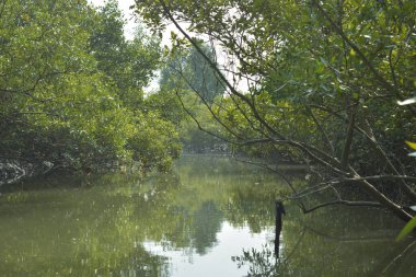 Sessiz mangrov nehir kanalları yoğun yeşil yapraklarla çevrili, durgun su, yansımalar ve doğal ışık ile. Doğanın özgeçmişi, çevresel kavramları ve kıyı ekosistemi görselleri için ideal barışçıl bir tropikal sulak alan..