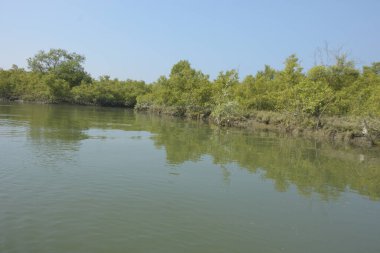 Sessiz mangrov nehir kanalları yoğun yeşil yapraklarla çevrili, durgun su, yansımalar ve doğal ışık ile. Doğanın özgeçmişi, çevresel kavramları ve kıyı ekosistemi görselleri için ideal barışçıl bir tropikal sulak alan..