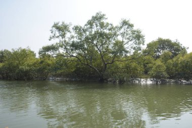 Sessiz mangrov nehir kanalları yoğun yeşil yapraklarla çevrili, durgun su, yansımalar ve doğal ışık ile. Doğanın özgeçmişi, çevresel kavramları ve kıyı ekosistemi görselleri için ideal barışçıl bir tropikal sulak alan..