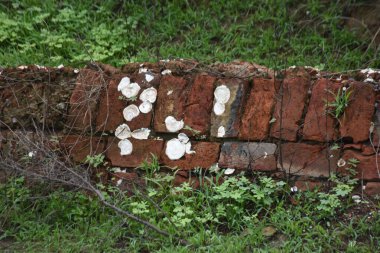 eski tuğla duvar arkaplanı