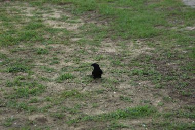 Siyah drongo çimenli zeminde duruyor. Doğal ortamda.